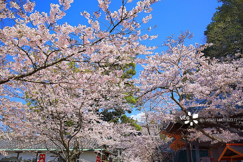 中国和歌山县纪三井寺樱花图片素材