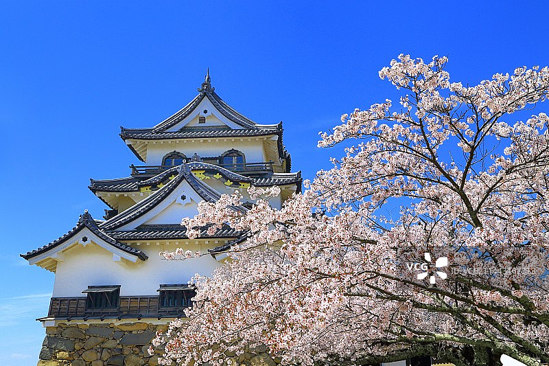 日本滋贺县彦根市彦根城樱花图片素材