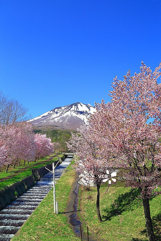 日本青森县弘前市，岩木山与樱花图片素材