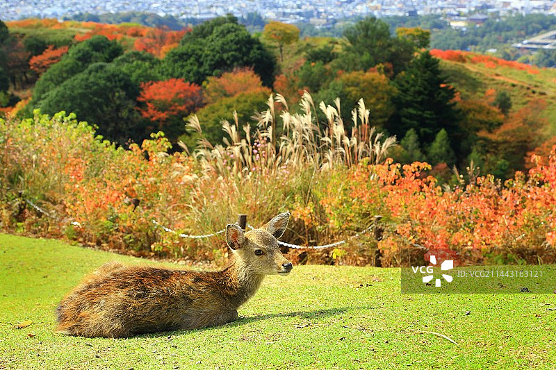 秋季若草山与奈良公园的鹿图片素材