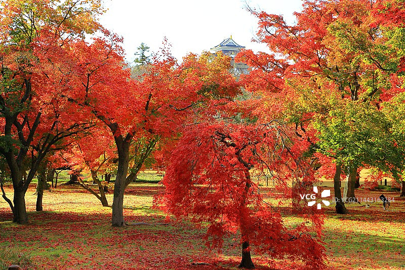 日本冈山县冈山市后乐园秋叶美景图片素材