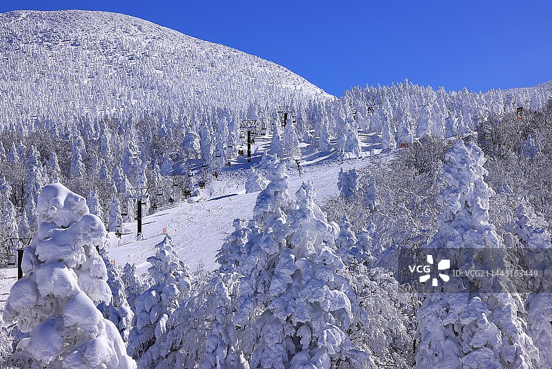 日本山形县藏王树冰图片素材