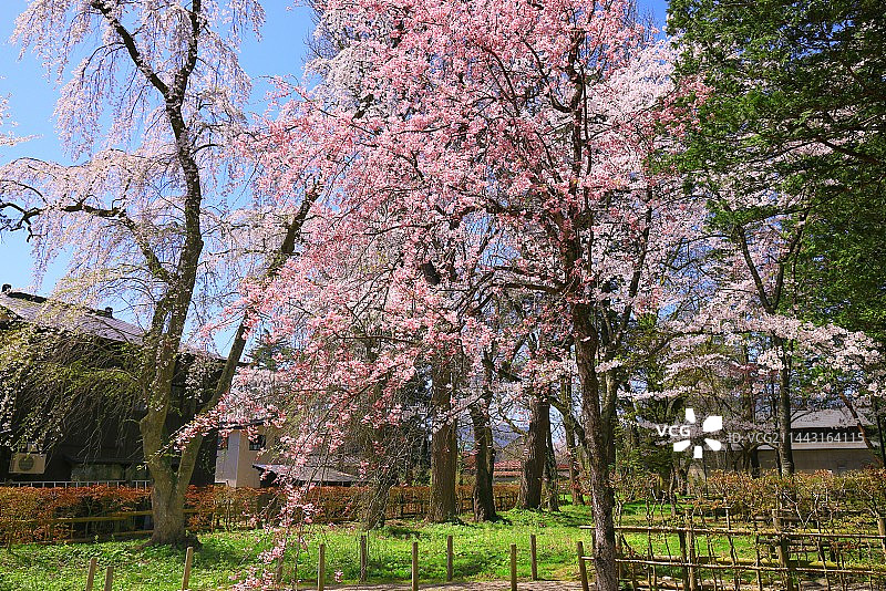樱花盛开在角宿馆武士大厦，日本，秋田县，秋田，Semboku图片素材