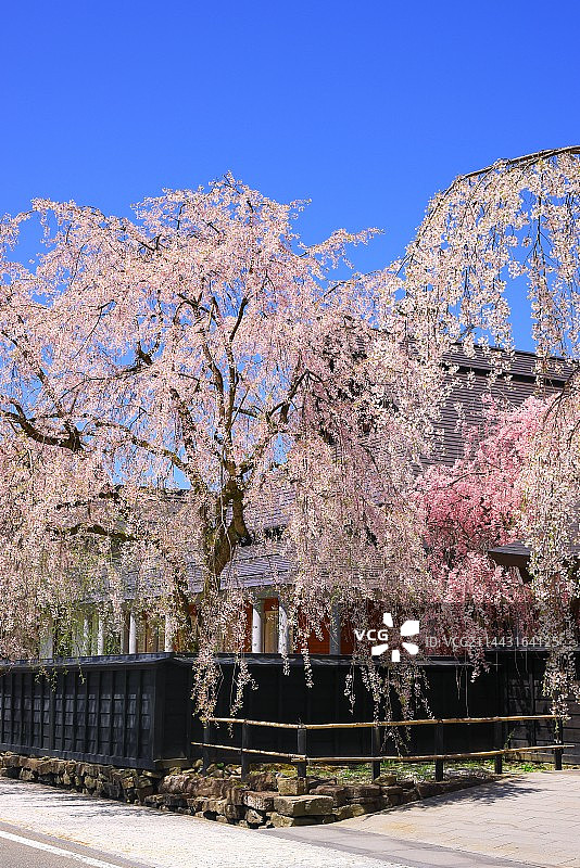 樱花盛开在角宿馆武士大厦，日本，秋田县，秋田，Semboku图片素材