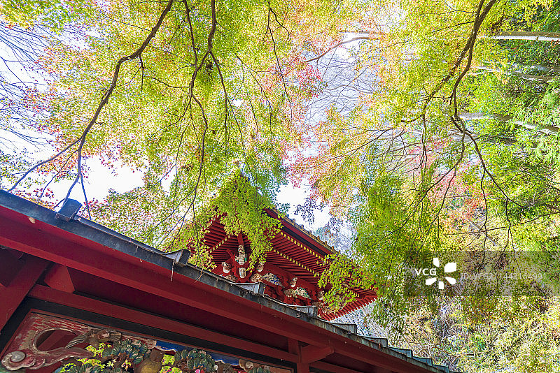 秋色中的高尾药王院，东京八王子高尾町图片素材