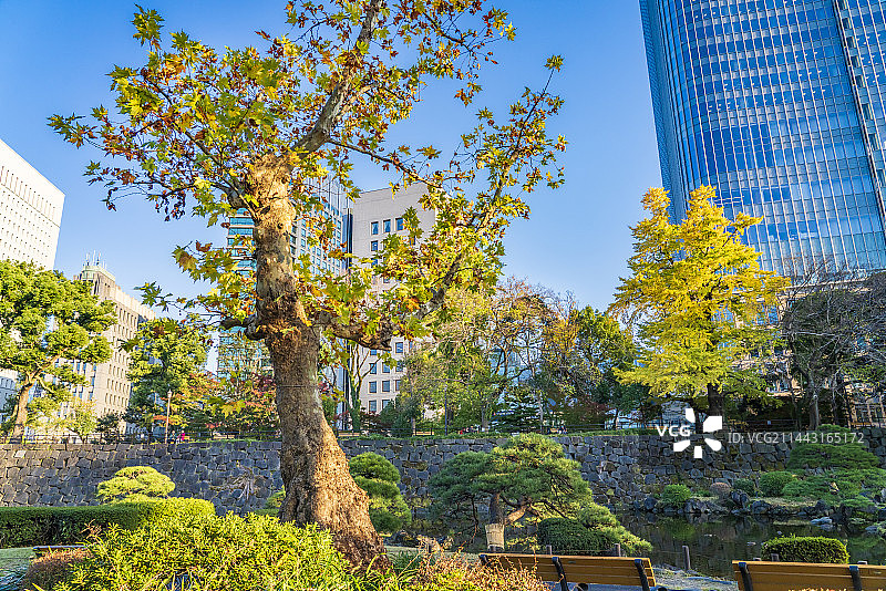 秋季的日比谷公园，东京千代田区图片素材