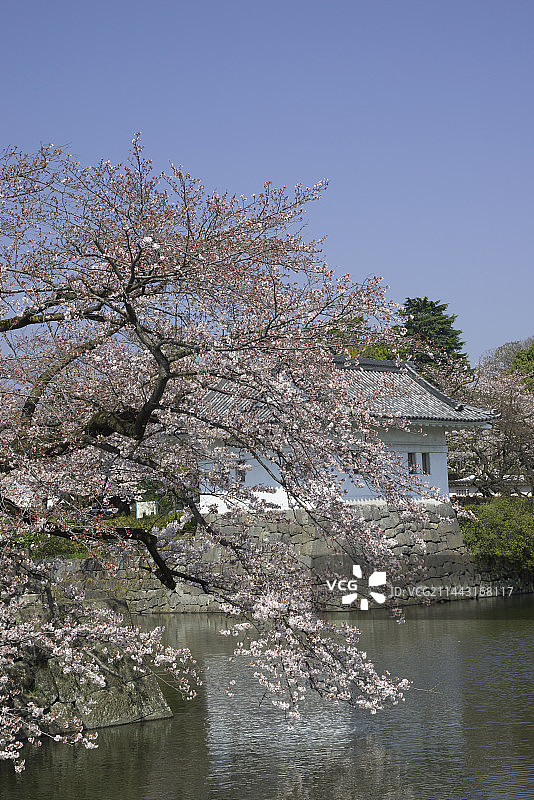 日本神奈川县小田原城护城河与樱花图片素材