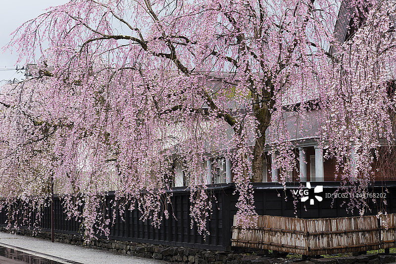 日本秋田县仙北市角馆垂枝樱图片素材