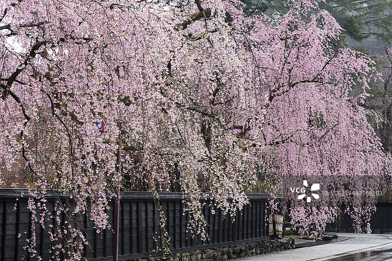 日本秋田县仙北市角馆垂枝樱图片素材