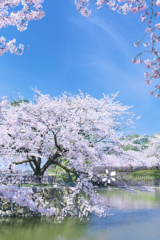 日本神奈川县小田原城樱花图片素材