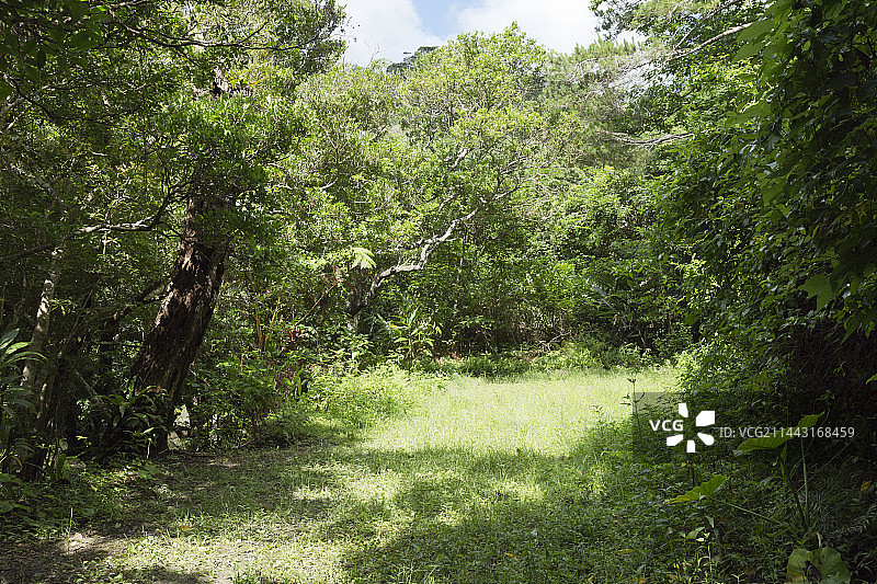 冲绳县国头村山原森林图片素材