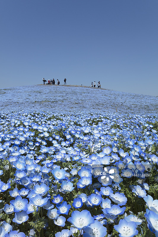 日本茨城县常陆那珂粉蝶花山丘图片素材