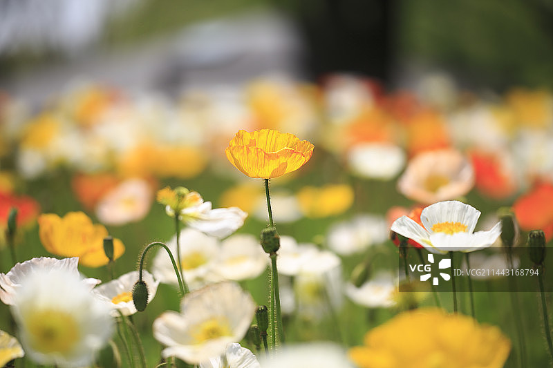 东京昭和纪念公园的冰岛罂粟花照片图片素材