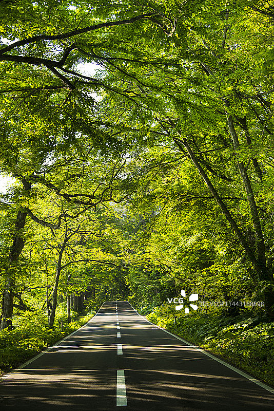 日本新叶隧道，秋田县鹿角郡十和田湖图片素材
