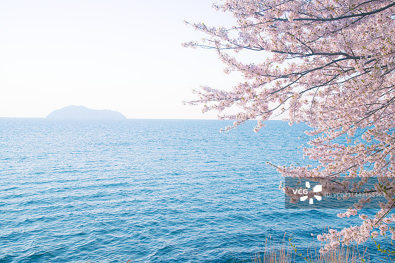 日本琵琶湖海津大崎樱花图片素材