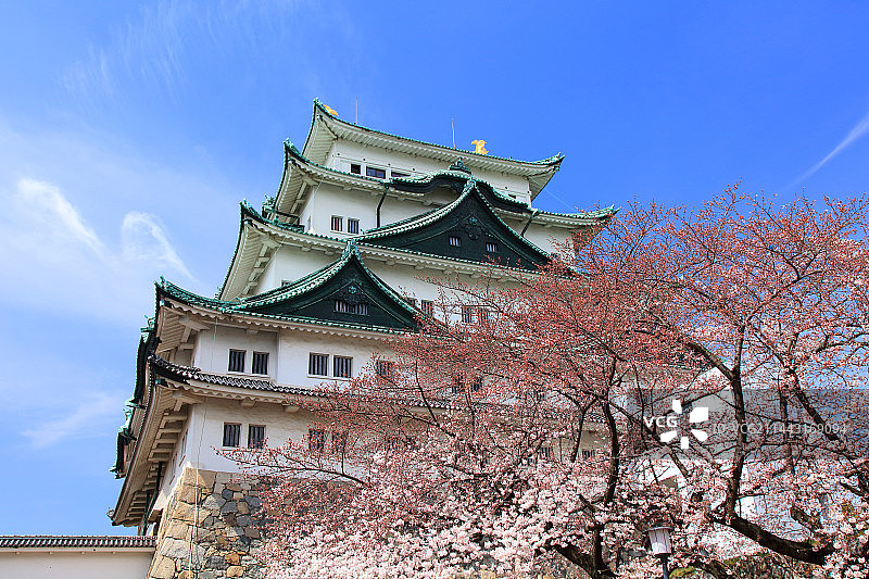 春季日本爱知县名古屋名古屋城图片素材