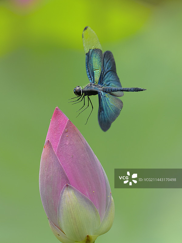 黑丽翅蜻图片素材