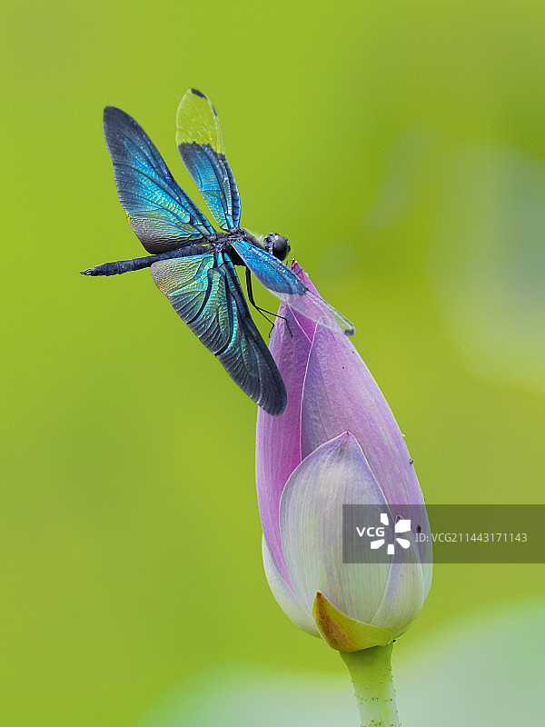 黑丽翅蜻图片素材