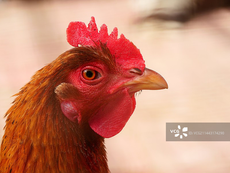 一些生活中的动物图片素材