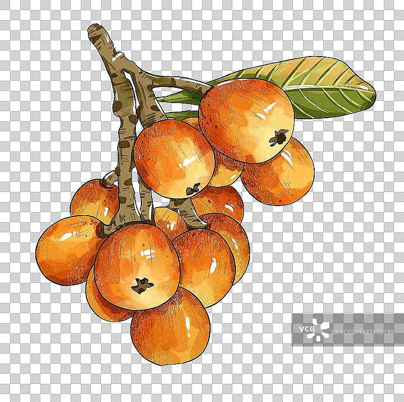 谷雨节气枇杷水果插画免扣素材图片素材
