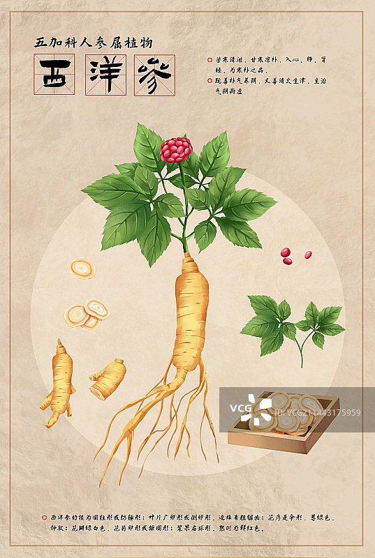 中国传统文化中草药药材之西洋参图片素材