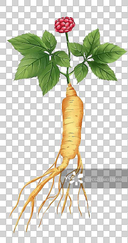 中国传统文化中草药药材之西洋参图片素材