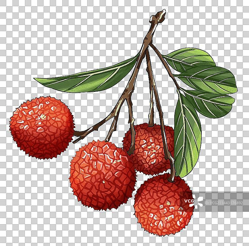 小暑节气荔枝水果插画免扣素材图片素材