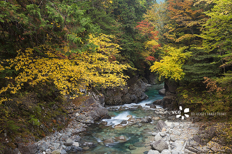 日本长野县木曾郡阿寺山谷的秋叶图片素材