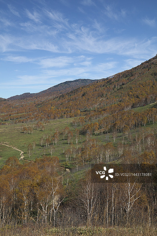日本群马县中之条町的白桦秋叶图片素材
