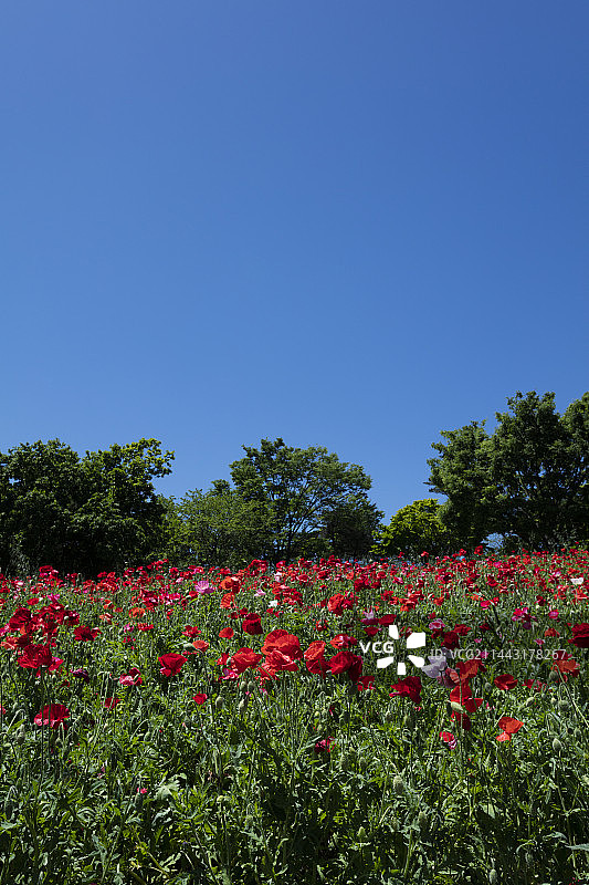 日本东京立川的罂粟花田图片素材