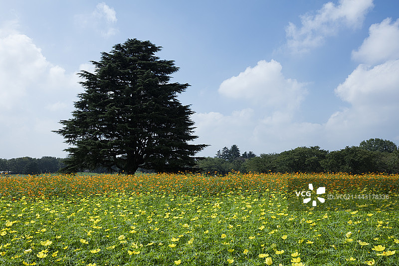 日本东京立川波斯菊花园图片素材