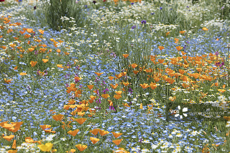 日本东京立川花坛花田图片素材
