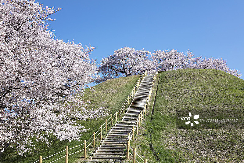 埼玉县行田市埼玉古坟群的樱花，日本图片素材
