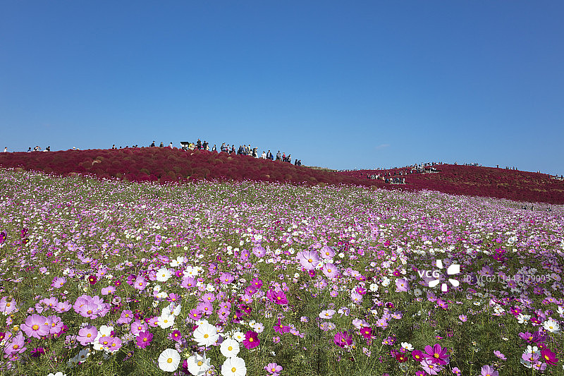 日本茨城县日立那珂市的波斯菊与豚草图片素材