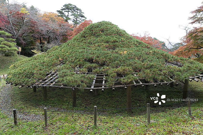 霞城公园的雨伞和松树，日本福岛县二本松市图片素材