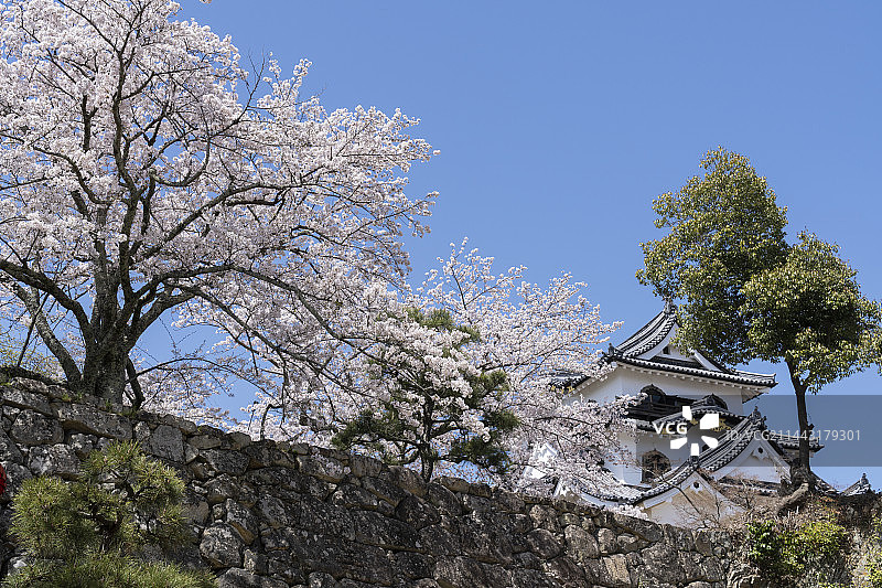 日本滋贺县彦根市彦根城樱花图片素材