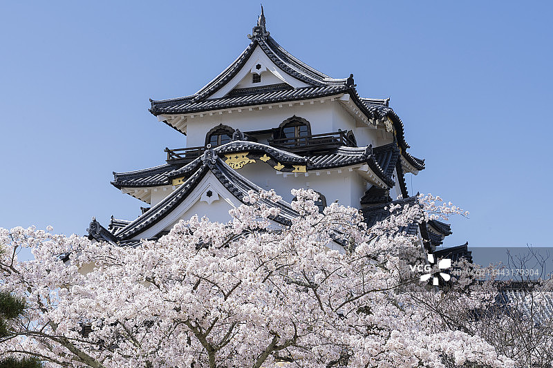 日本滋贺县彦根市彦根城樱花图片素材