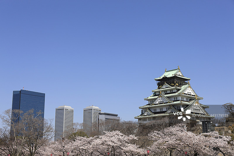 日本大阪府大阪市中央区的大阪城和樱花图片素材
