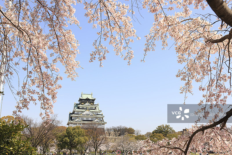 大阪城西之丸庭园和樱花图片素材