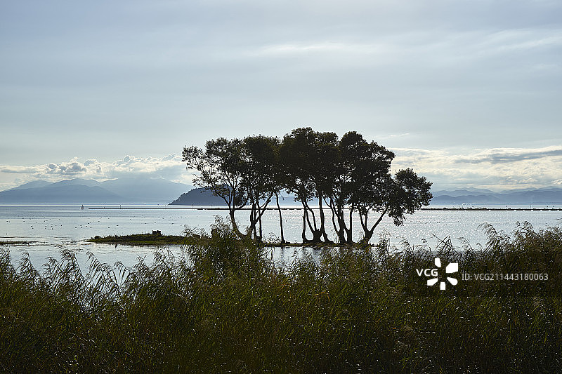 日本滋贺县长滨市琵琶湖水鸟公园图片素材