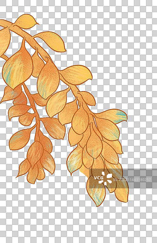 插画素材 植物 花卉 肌理插画 单个植物插画图片素材