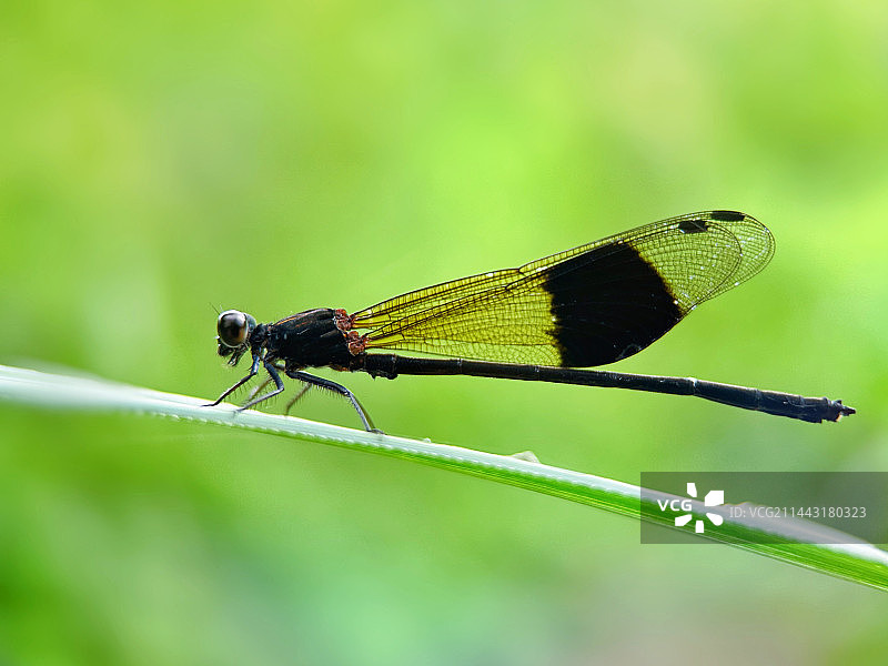南昆山色蟌图片素材