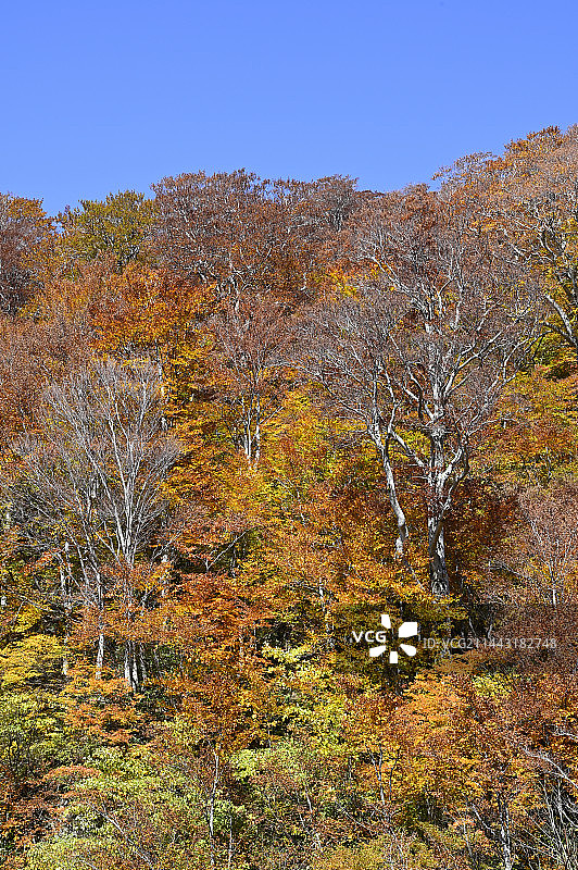 日本山形县鹤冈市汤殿山秋景图片素材