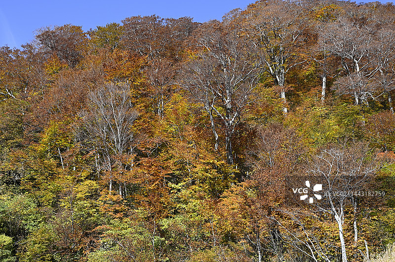 日本山形县鹤冈市汤殿山秋景图片素材