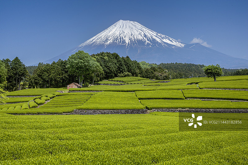 日本静冈县富士宫市的富士山和茶园图片素材