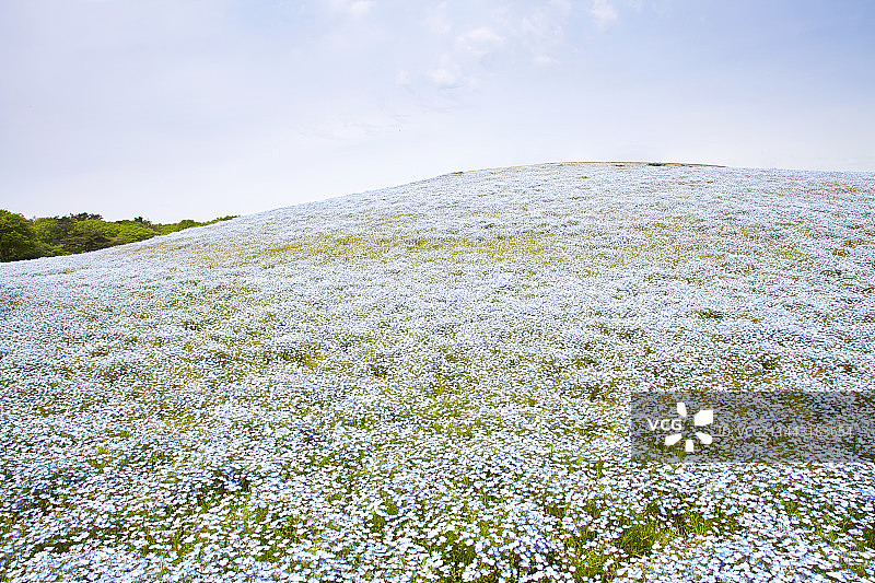 喜林草，日本，茨城县，日立那珂图片素材