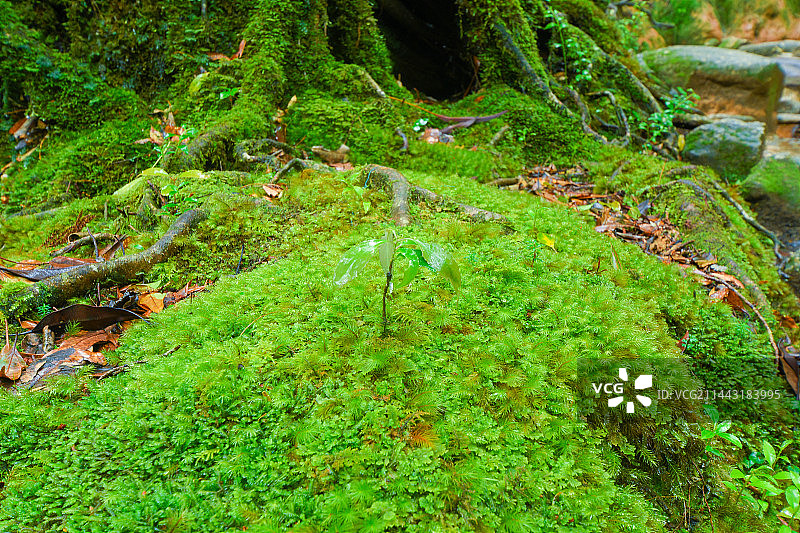 日本鹿儿岛县屋久岛的新芽和苔藓图片素材