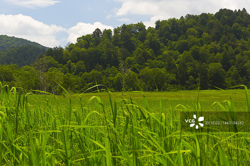 尾濑,片品,群马,利根郡,群马县风光图片素材