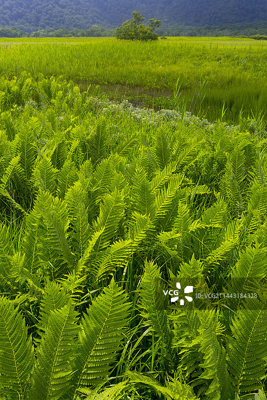 尾濑,片品,群马,利根郡,群马县风光图片素材