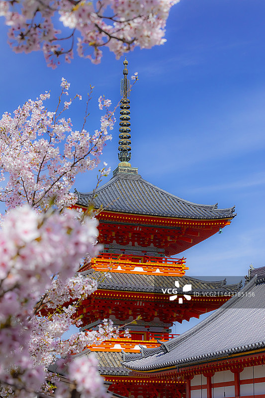 日本京都清水寺的三层宝塔和樱花图片素材